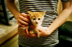 英雄联盟总决赛门票-意式狂飙VS大洋洲闪电，F1年度争冠的那不勒斯-新西兰血拼战