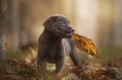 英雄联盟总决赛直播-命运重压下的绝美弧线，欧冠淘汰赛之夜，范弗利特用实力为自己加冕