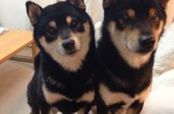 英雄联盟总决赛2025-帕尔默之夜，亚特兰大掀翻佛罗伦萨，新星闪耀成关键先生