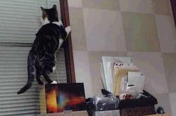 LOL赛事-利拉德跛行34分钟，他用完好的那条腿，为掘金踩下悬崖刹车