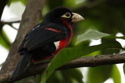 英雄联盟总决赛门票-维斯塔潘的沉默法则，当赛道数学家弑君之夜