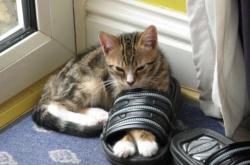 -湖人之浪席卷费城，恩比德的失败关键性哲学