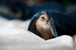 英雄联盟总决赛直播-亚洲风暴，日本狂胜沙特震撼德甲争冠版图