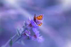 英雄联盟总决赛2025-蓝白风暴中的孤胆英雄，内马尔一人改写南美宿命，智利0-1厄瓜多尔见证唯一性时刻