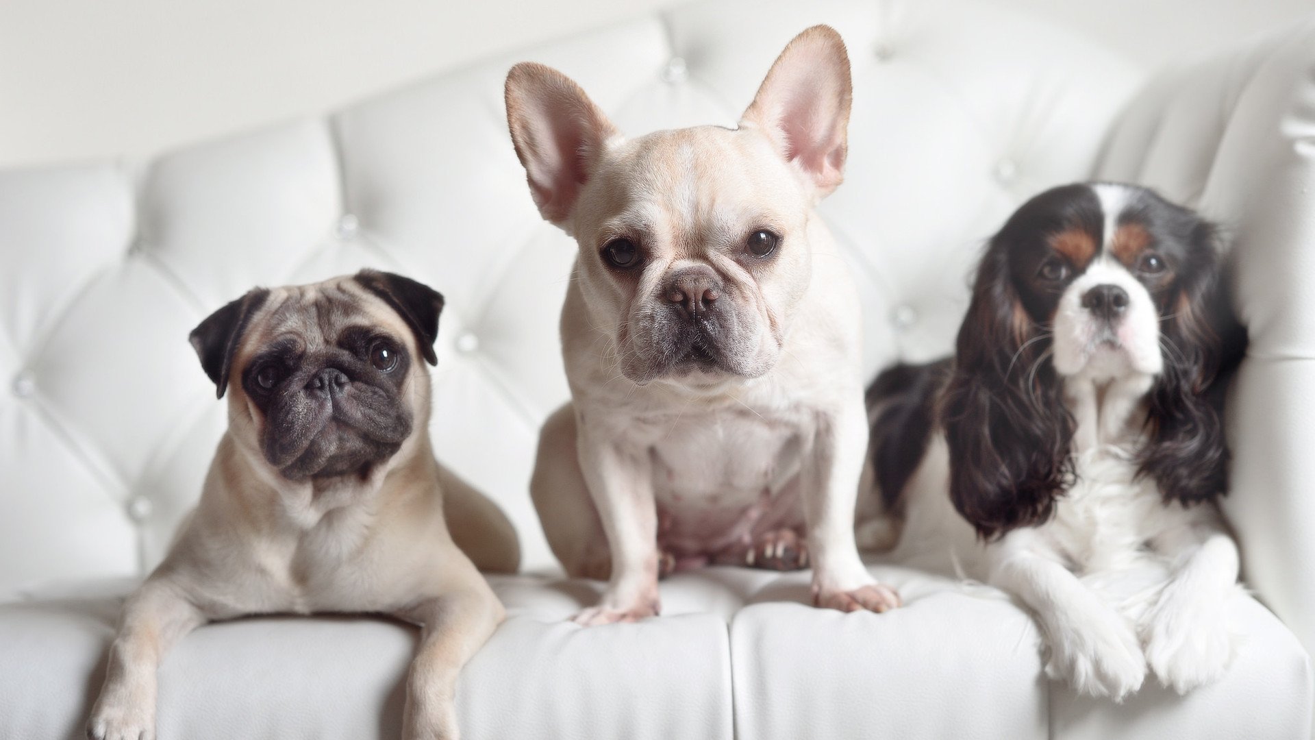 从非洲雄狮到欧洲豪门,罗德里戈的一波流启示录