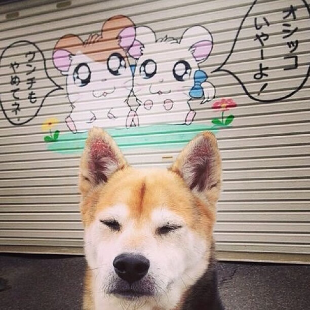 罗德里戈,当智利葡萄酒的烈性,在NBA的法国花园里发酵