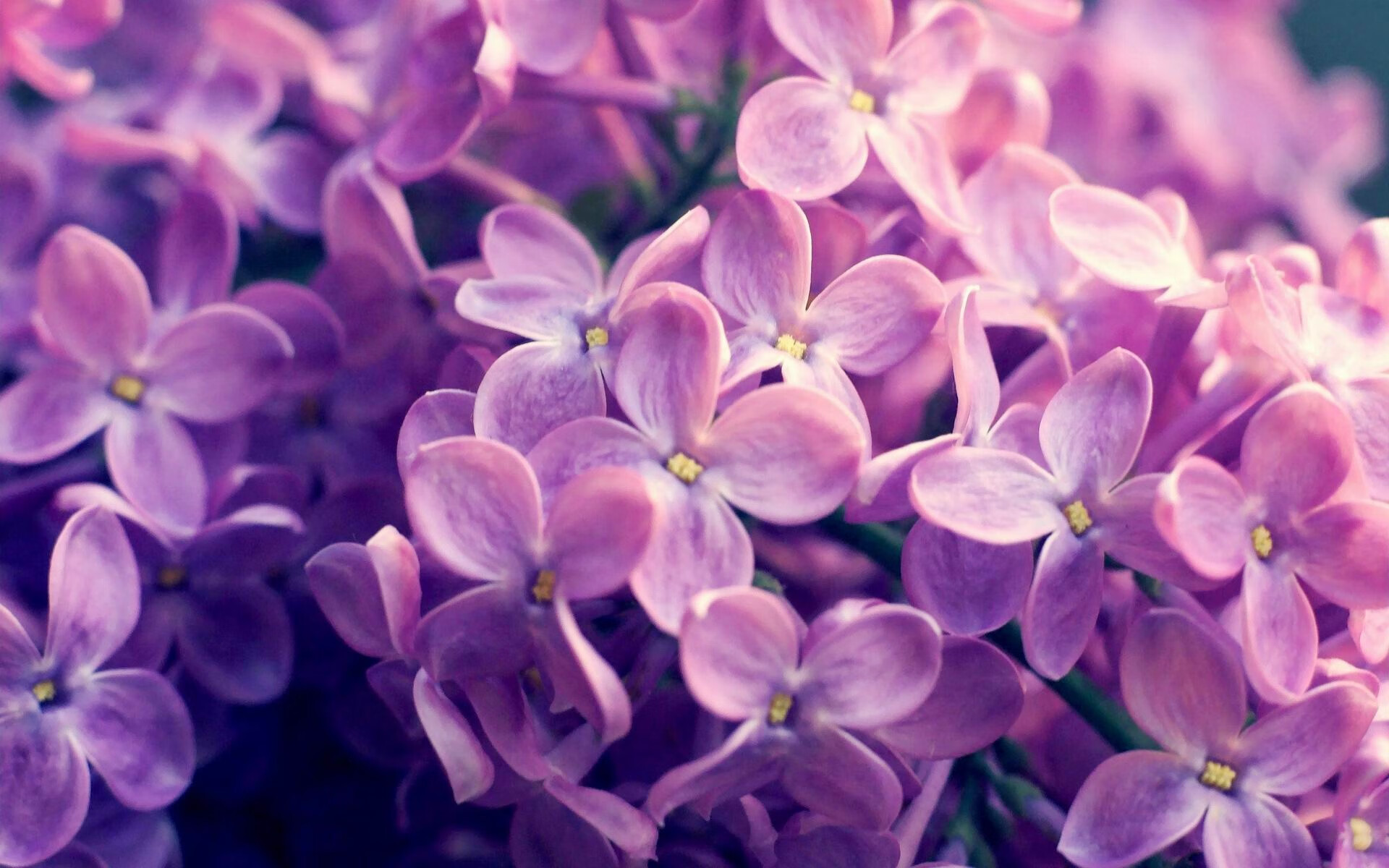 双面神恩佐，在苏格兰的凛风中，他执掌潘帕斯的节奏