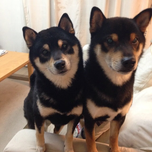 烟花照亮基辅寒夜,戈麦斯爆发诠释何为真正的强势