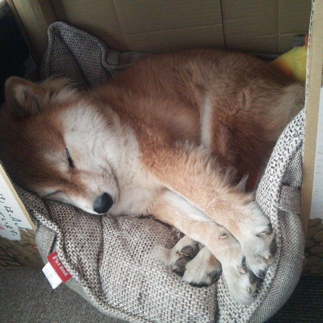 唯一性，当苏格兰的种子在黑色泥土中发芽