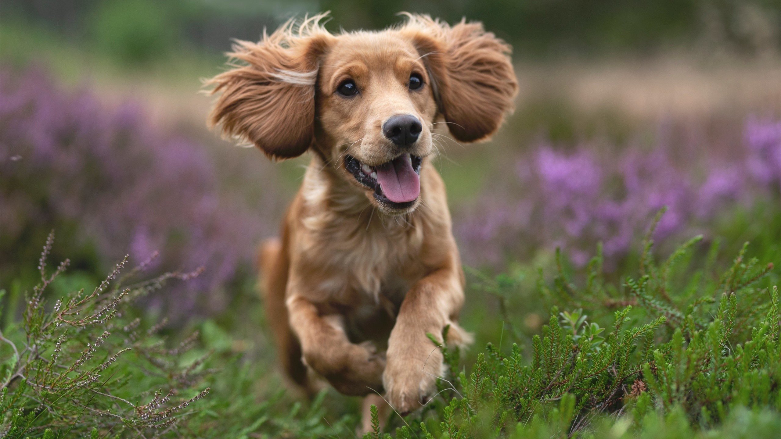 绿茵场与地缘牌桌,当卡塔尔血拼瑞士,梅西在平行时空接管比赛