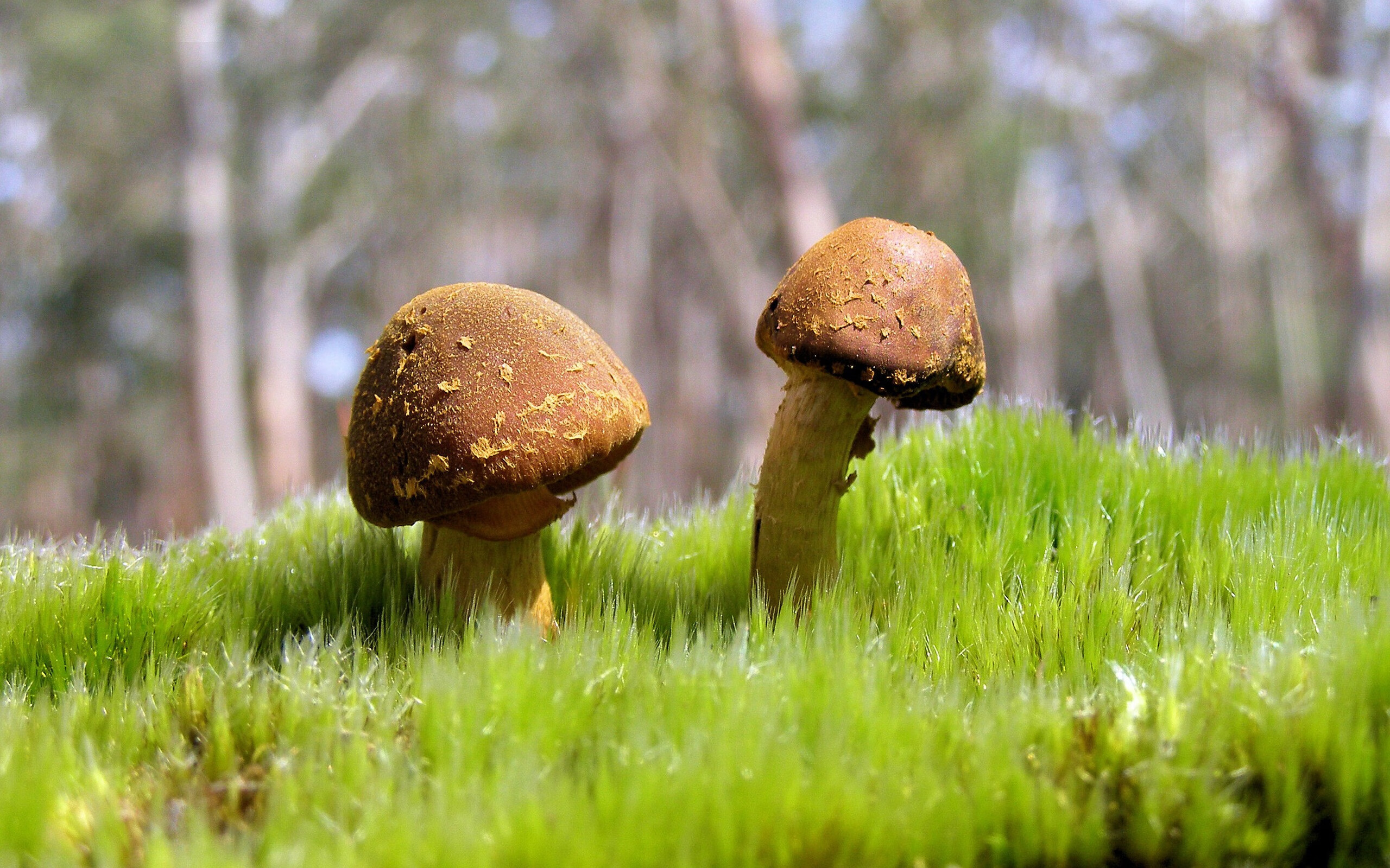 决胜心跳之夜，奥利维耶，F1史上最冰冷的孤胆英雄