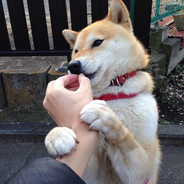 决胜心跳之夜，奥利维耶，F1史上最冰冷的孤胆英雄