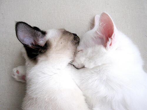 班凯罗40分破铁桶阵!深圳硬仗三记组合拳打懵北京队