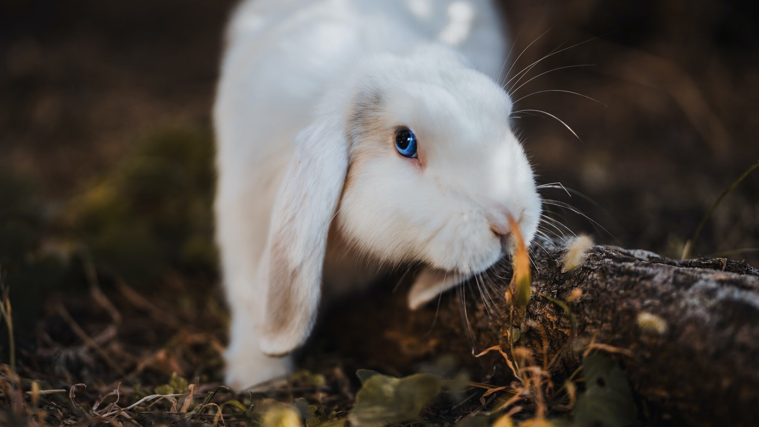 布克关键先生闪耀，北京队踏平篮网创历史
