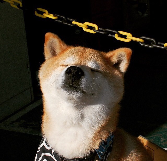 狮虎之争，当幼狮咬断华南虎的喉咙，王权没有永恒