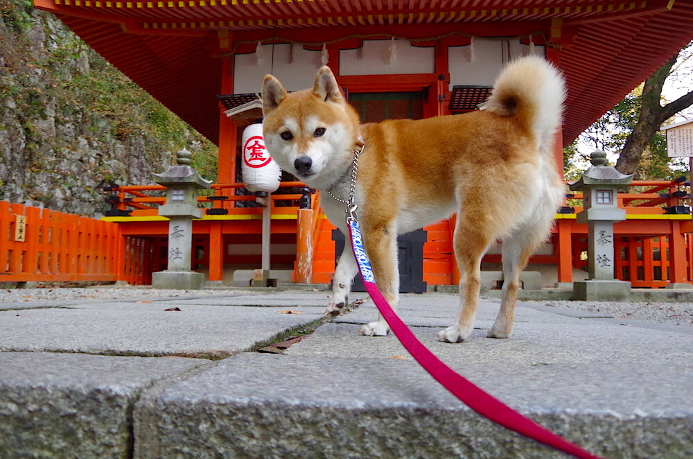 绿点球场不眠夜，当巴萨的月光照进南非的收割