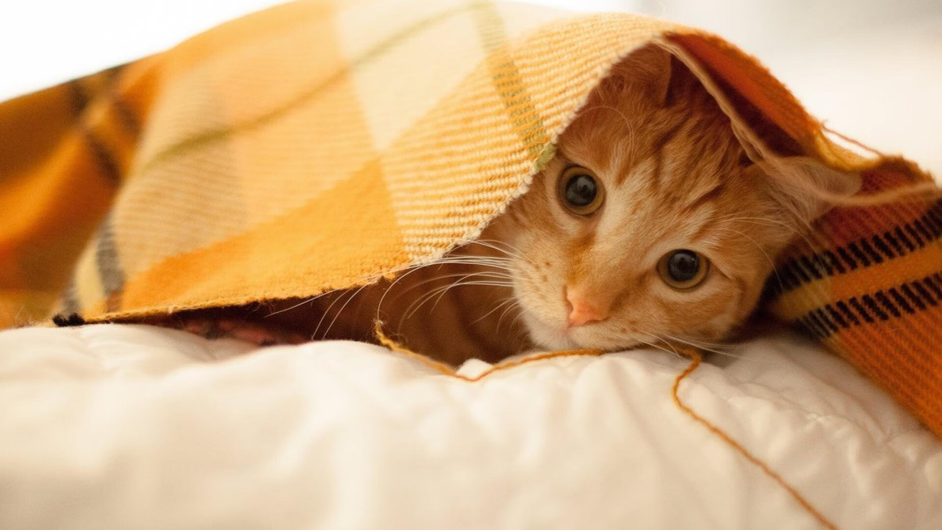 德意志交响曲与高加索狂想诗,当红牛铁蹄碾碎雄狮,克瓦拉茨赫利亚奏响独舞