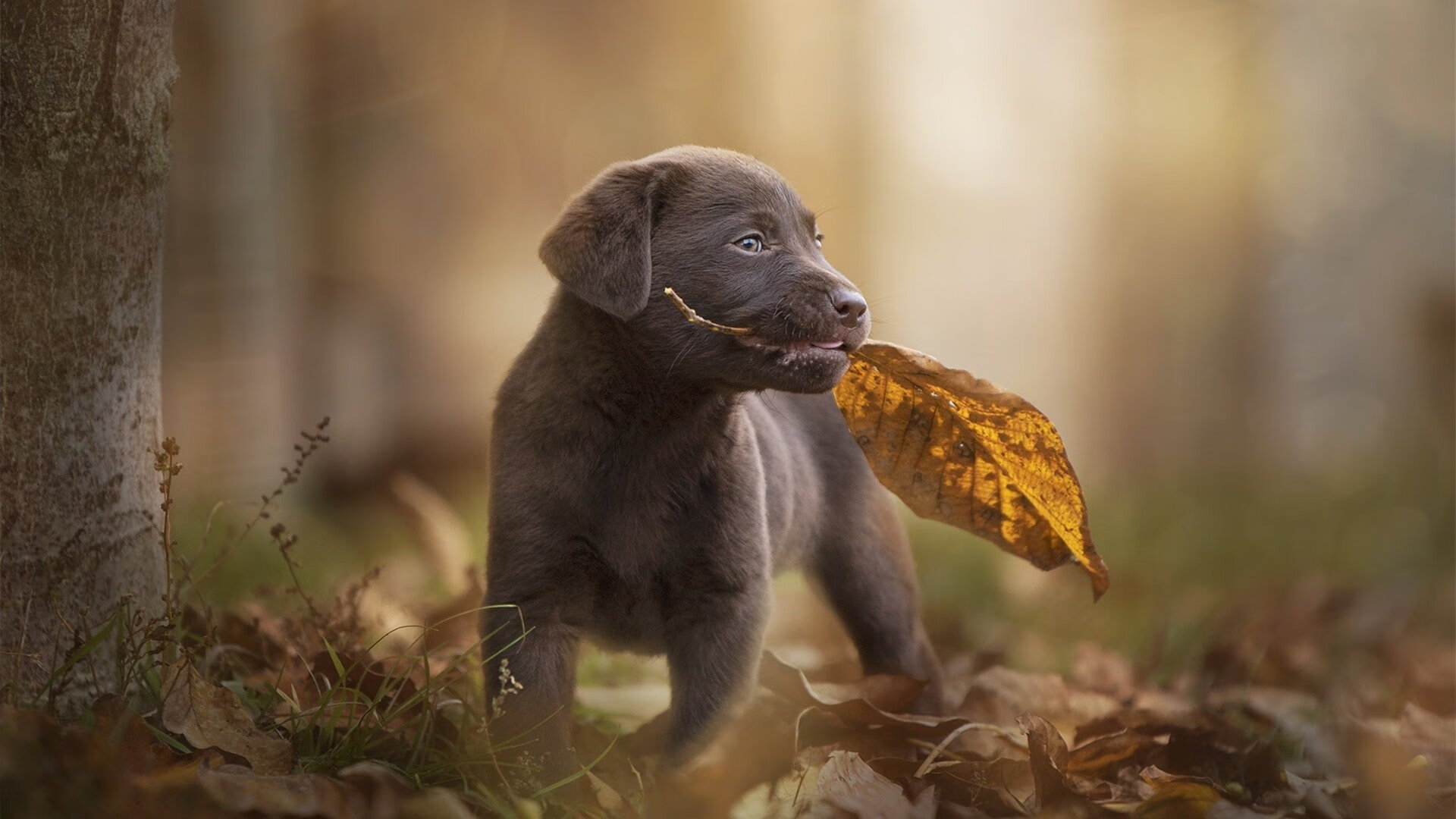 跨联赛的鏖战共鸣,从吉林队拼搏雄鹿精神到塔图姆东决关键战接管启示