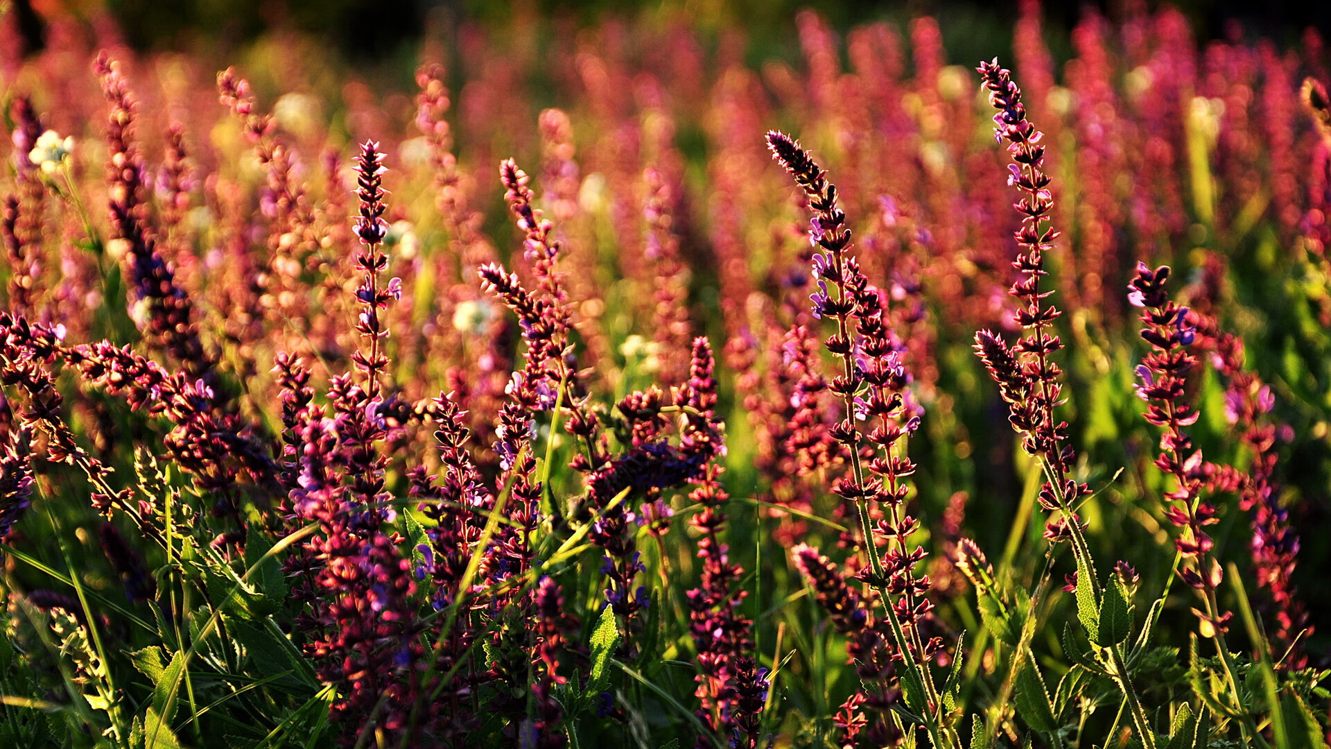 克莱焦点战正名，广东队火力全开压制公牛