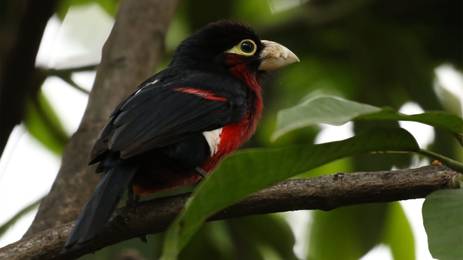于命运十字路口轰鸣,马里在铃鹿的终极一搏如何重写F1宇宙的秩序