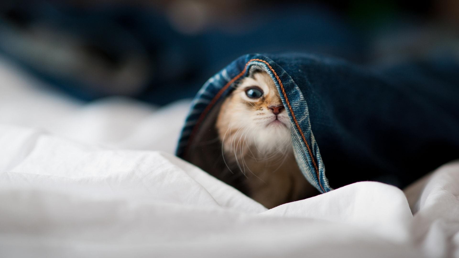 亚洲风暴,日本狂胜沙特震撼德甲争冠版图