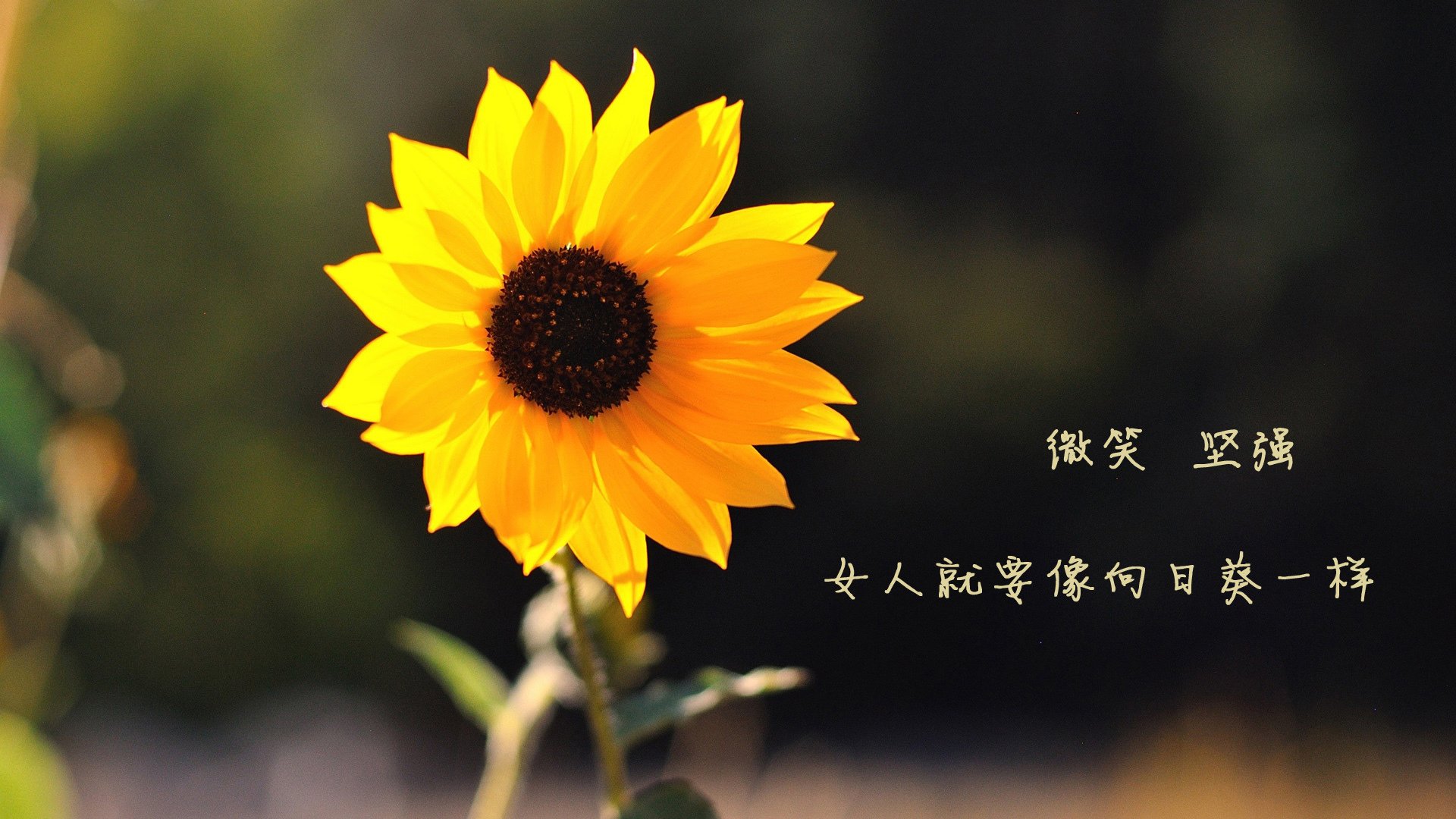 布拉格黄昏的孤勇，2026世界杯四分之一决赛，德容用一脚传球定义唯一
